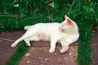 7 ways to enrich your cat's life