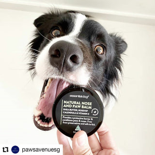 Natural Nose and Paw Balm for Dogs 50g